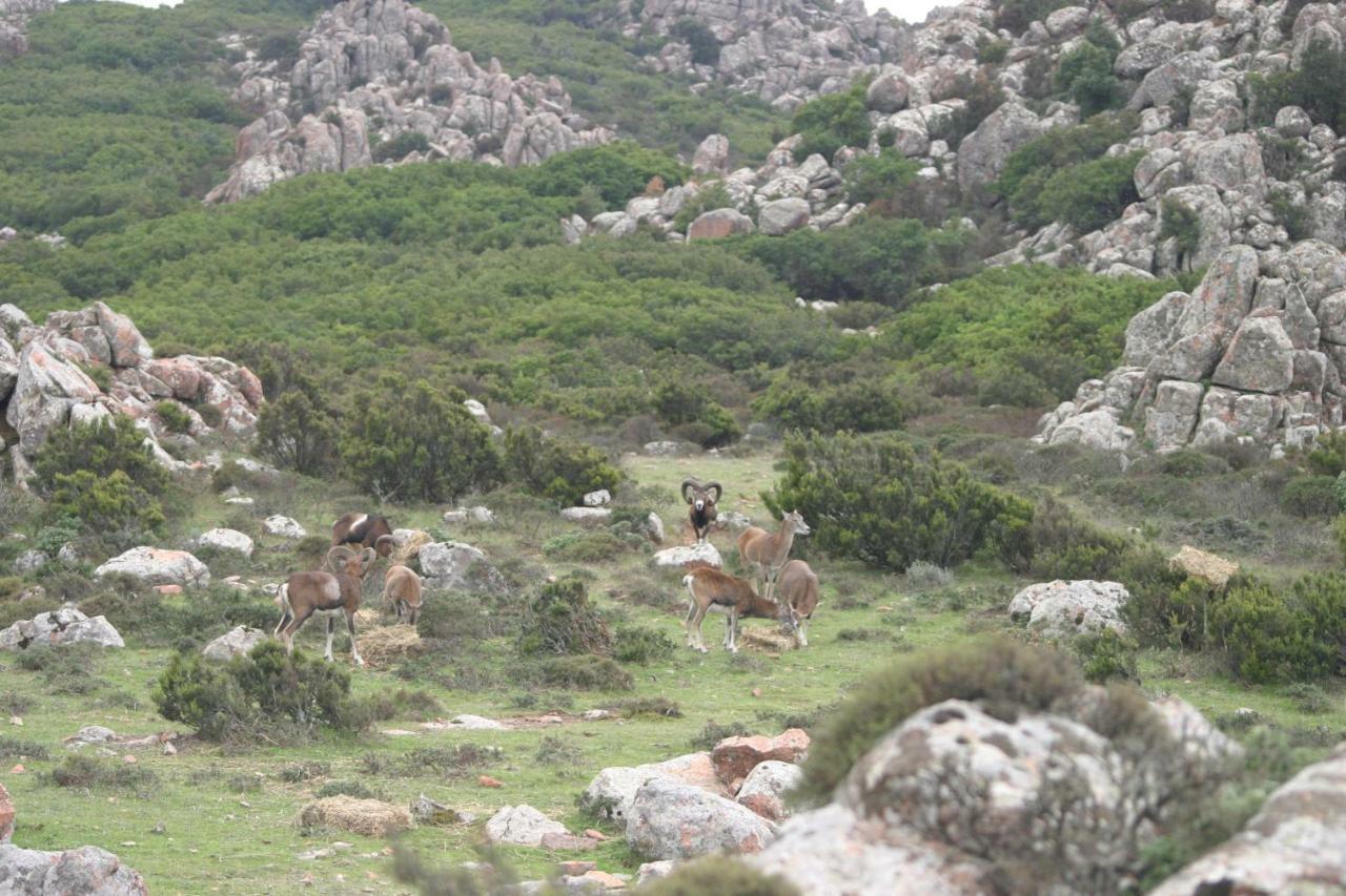 B&B Il Dodo Monastir Buitenkant foto